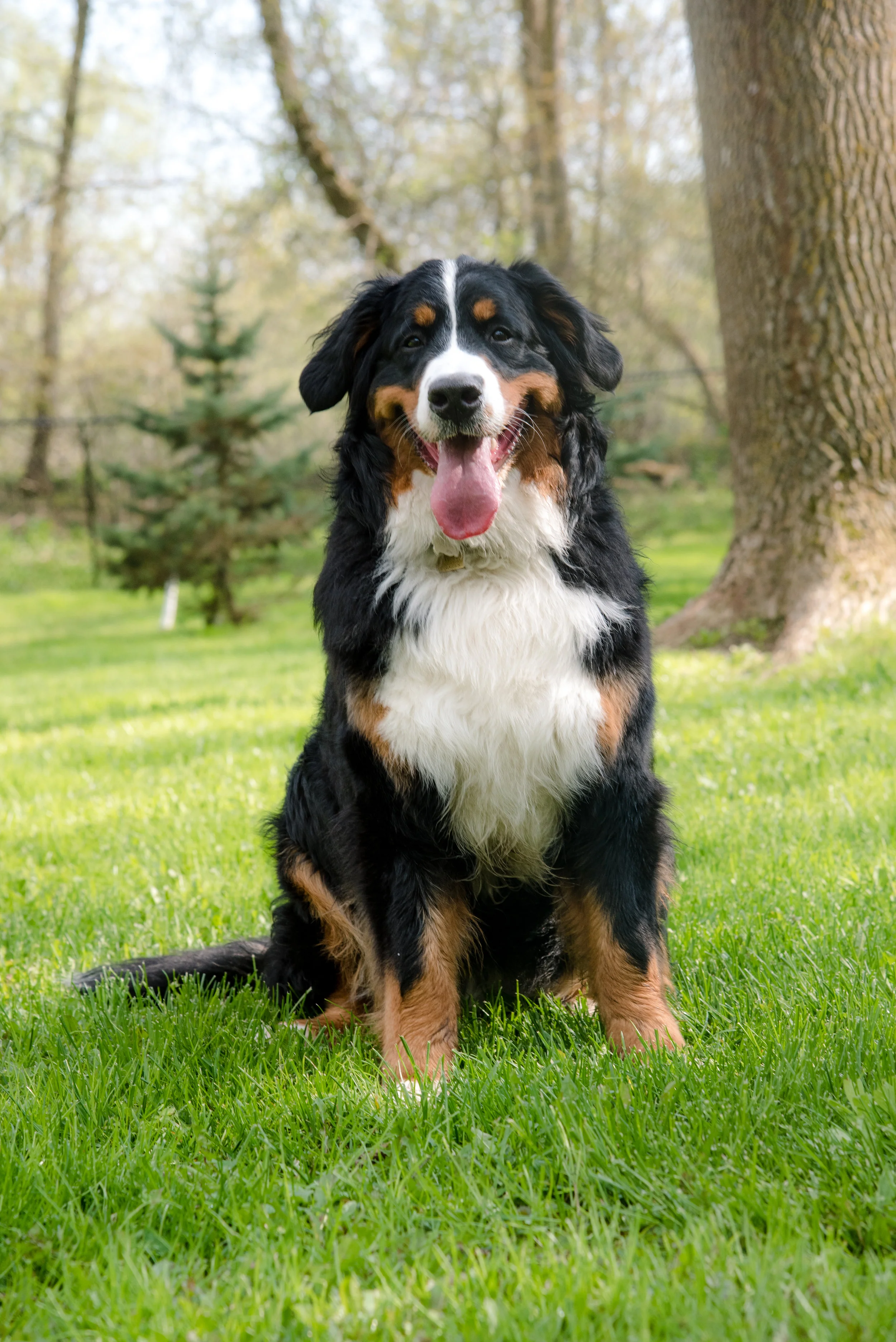 Bernese Mountain Dog's Sofie the Bernese Mountain Dog sitting in a grassy yard with trees in the background